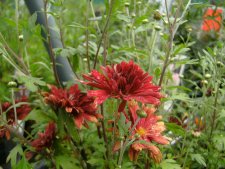 Dendranthema rubellum hybr. Duchess of Edinburgh ©, Höstkrage, P9cm