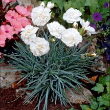 Dianthus plumarius Haytor White, Fjädernejlika, P9cm