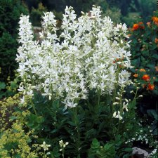 Dictamnus albus Albiflorus, Moses brinnande buske, P9cm