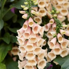 Digitalis purpurea Dalmatian Peach, Fingerborgsblomma, P9cm