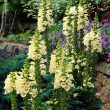 Digitalis grandiflora Creme Ball, Gul Fingerborgsblomma, C11cm
