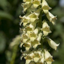 Digitalis lutea, Liten Fingerborgsblomma