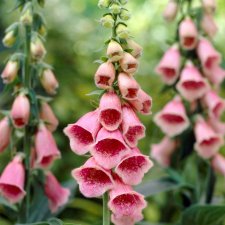 Digitalis mertonensis, Fingerborgsblomma, P9cm