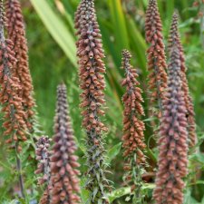 Digitalis parviflora, Axfingerborgsblomma, P9cm