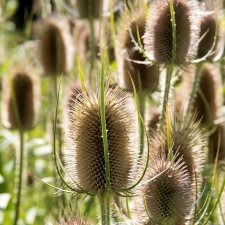 Dipsacus fullonum, Kardvädd, P9cm