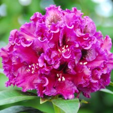 Rhododendron cataw. hybr. Dramatic Dark ®