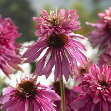 Echinacea purpurea Double Decker (Indiaca), Solhatt, P9cm