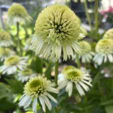 Echinacea hybr. Delicious Nougat ®, Solhatt