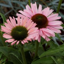 Echinacea hybr. SunSeekers Salmon ®, Solhatt, C3