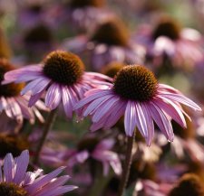 Echinacea purpurea Augustkönigin, Solhatt