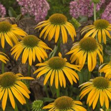 Echinacea purpurea Harvest Moon ®, Solhatt