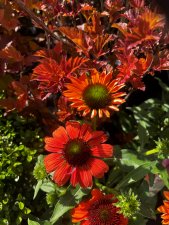 Echinacea purpurea Mooodz ® Fearless