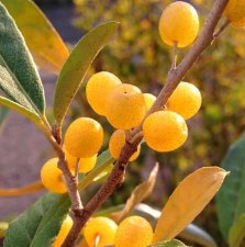 Elaeagnus umbellata Pointilla ® Fortunella ®, Koreansk Silverbuske, C5