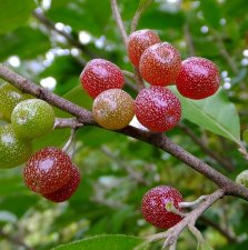 Elaeagnus umbellata Pointilla ® Sweet´n Sour ®, Koreansk Silverbuske