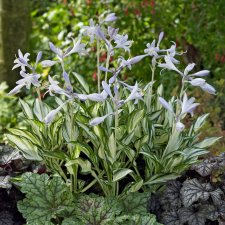 Hosta hybr. Fireworks, Funkia