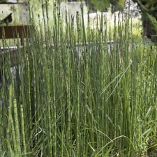 Equisetum hyemale