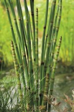 Equisetum japonicum, Fräken, P9cm