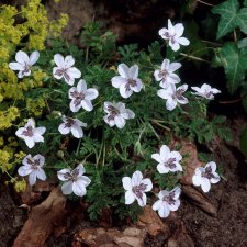 Erodium cheilanthifolium (guttatum), Bräkennäva, P9cm