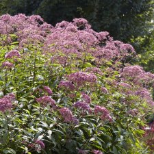 Eupatorium cannabinum, Hampflockel