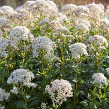 Eutrochium (Eupatorium) maculatum Album, Fläckflockel, P9cm