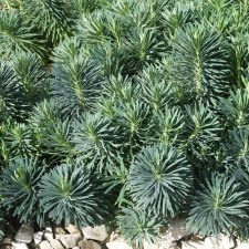 Euphorbia characias Blue Wonder, Daggtörel