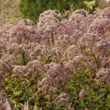 Eutrochium (Eupatorium) maculatum Riesenschirm, Rosenflockel