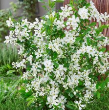 Exochorda racemosa Blushing Pearl ® (Huibl), Pärlbuske, C5