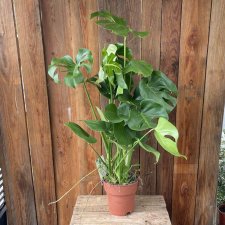 Monstera deliciosa