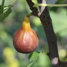 Ficus carica Morena ®