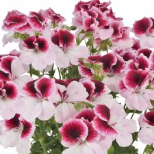 Pelargonium grandiflorum Florella White Eye ®