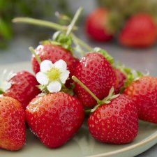 Fragaria x ananassa Sonsation