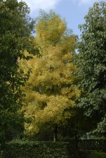 Fraxinus excelsior Allgold