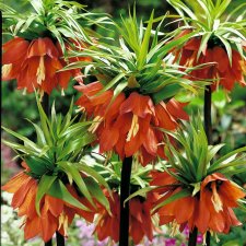 Kejsarkrona Fritillaria imperialis Rubra 1st