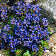 Gentiana acaulis, Alpgentiana, P9cm