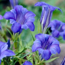 Gentiana sinoornata, Höstgentiana, P9cm