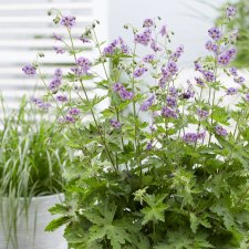 Geranium phaeum Censation ™ Kora