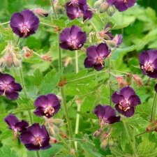 Geranium phaeum Raven, Brunnäva, P9cm