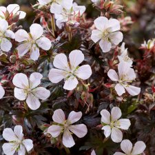 Geranium pratense Black and White, Ängsnäva