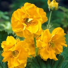 Geum chiloense Lady Stratheden, Praktnejlikrot, P9cm