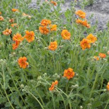 Geum hybr. Dolly North