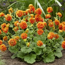 Geum hybr. Orange Pumpkin ®