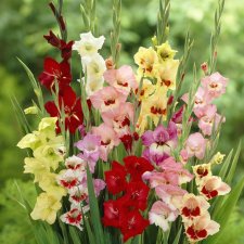 Gladiolus Butterfly