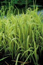 Glyceria maxima Variegata, Strimmig Jättegröe, P9cm