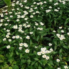 Miyamayomena savatieri (Gymnaster savatieri), Samurajaster, P9cm