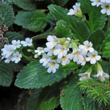 Haberlea rhodopensis Alba, Haberlea, P9cm