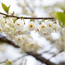 Halesia carolina, Snödroppsträd, 150-175 C10