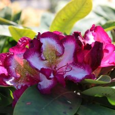 Rhododendron hybr. Happydendron Pushy Purple ® (Hachmagic), Rododendron, 30-40 C5