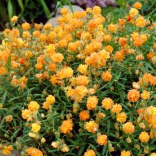 Helianthemum hybr. Orange Double, Solvända, P9cm