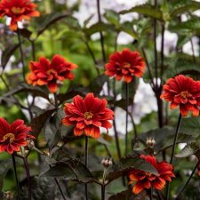 Heliopsis helianthoides Bleeding Hearts, Dagöga
