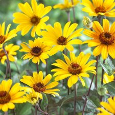 Heliopsis helianthoides Summer Nights, Dagöga